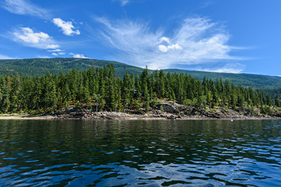 Waterfront forest