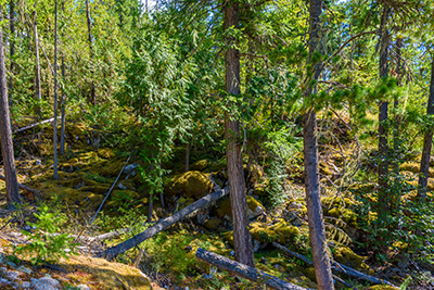 Tangled forest
