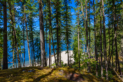 Forest near the shoreline